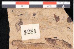 Foto (Detailansicht) von Araucaria sternbergii Goeppert (NHMW-GEO-2024-0188-8281)